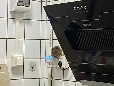 荔城除蟲滅鼠站老鼠對人的危害有哪些